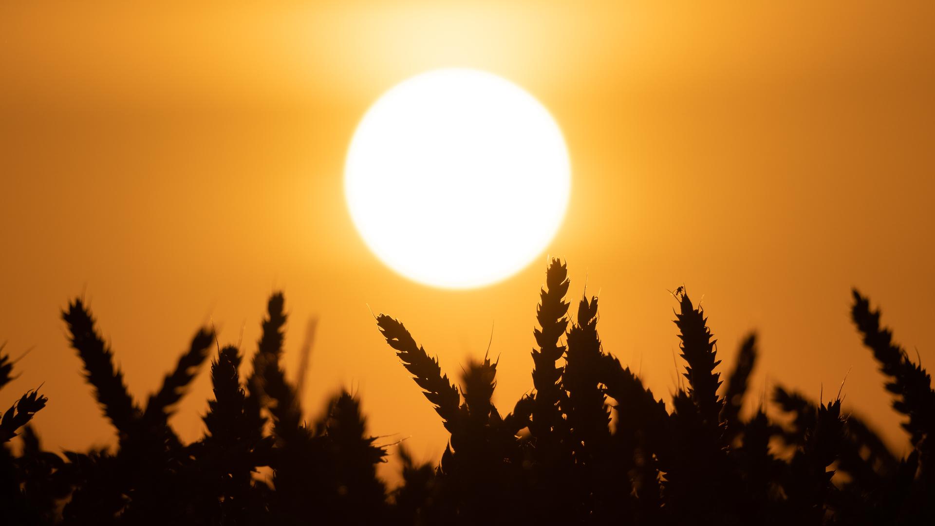 Hinter einem Weizenfeld geht die Sonne unter.