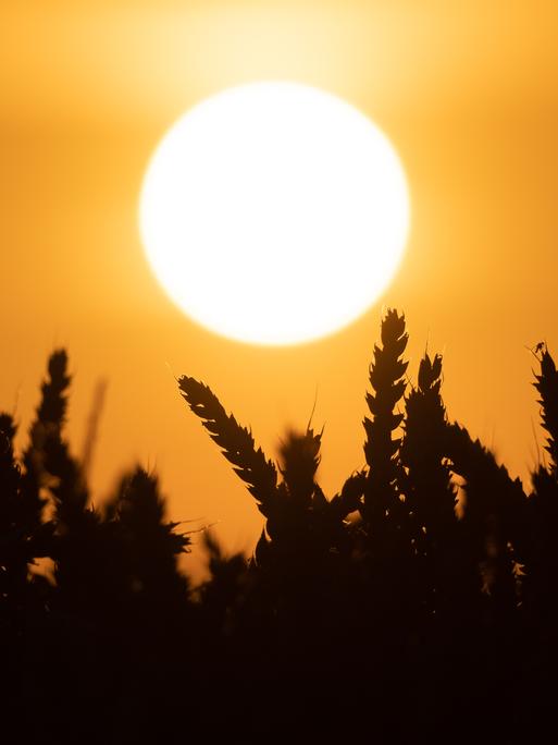 Hinter einem Weizenfeld geht die Sonne unter.