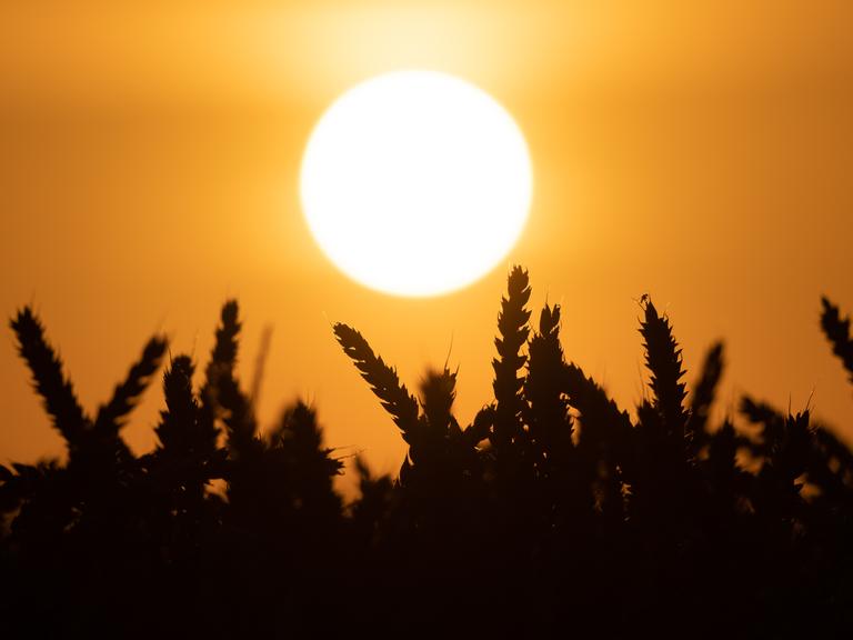 Hinter einem Weizenfeld geht die Sonne unter.