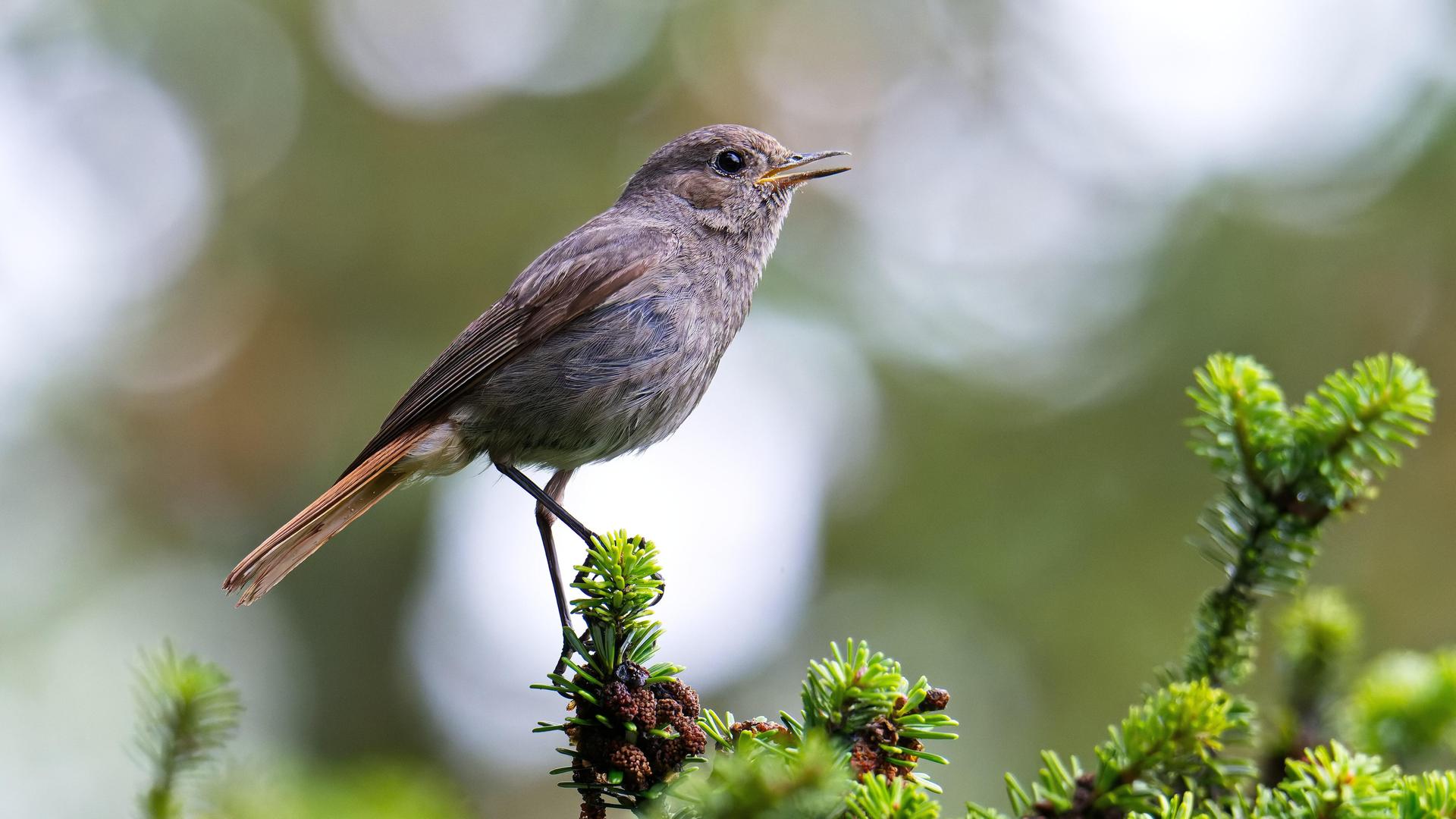 Ein weiblicher Hausrotschwanz (Phoenicurus ochruros) sitzt auf einer Tanne und singt.