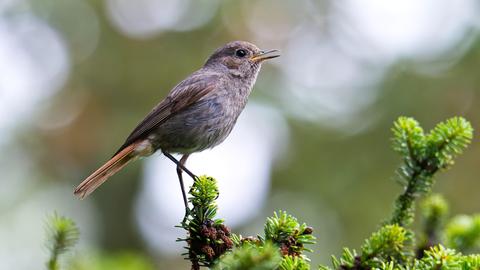Ein weiblicher Hausrotschwanz (Phoenicurus ochruros) sitzt auf einer Tanne und singt.