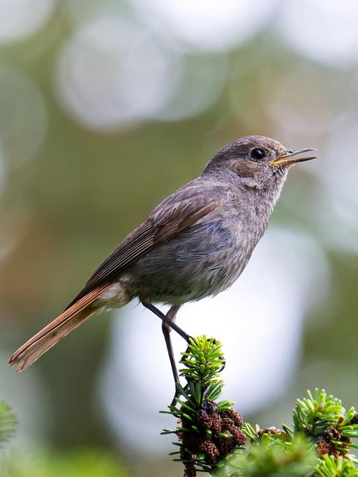 Ein weiblicher Hausrotschwanz (Phoenicurus ochruros) sitzt auf einer Tanne und singt.