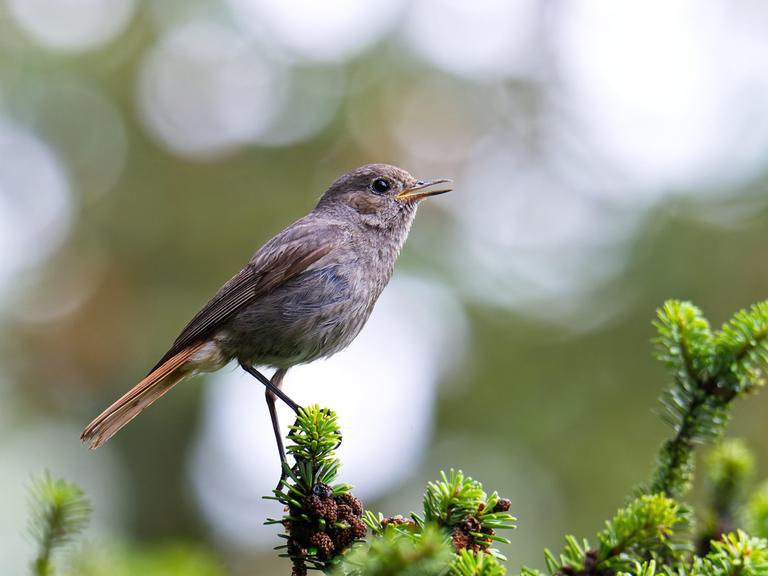 Ein weiblicher Hausrotschwanz (Phoenicurus ochruros) sitzt auf einer Tanne und singt.