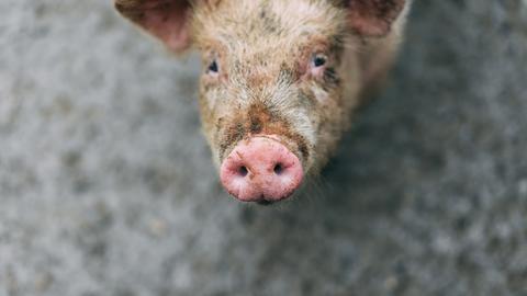 Schweine-Junge, Schweine-Prozess, Schweine-Utopie: Eine Tierfabel von Gwendoline Soublin. Zu sehen: Der Kopf eines schmutzigen Schweines schaut in die Kamera. 