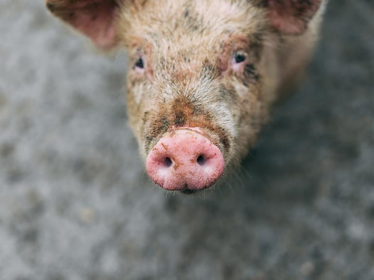 Schweine-Junge, Schweine-Prozess, Schweine-Utopie: Eine Tierfabel von Gwendoline Soublin. Zu sehen: Der Kopf eines schmutzigen Schweines schaut in die Kamera. 