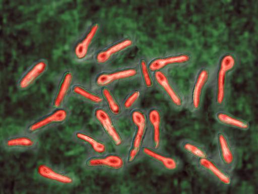 Bakterien unter dem Mikroskop
