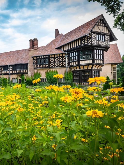Im Vordergrund des Bildes sind Sonnenblumen mit grünen Stengeln und hellgeben Blüten. Im Hintergrund ist das Schloss Cecilienhof zu sehen. Die Anlage ist aus Ziegeln gebaut und erinnert mit den sichtbaren Holzbalken im Gemäuer an Fachwerkhäuser. 