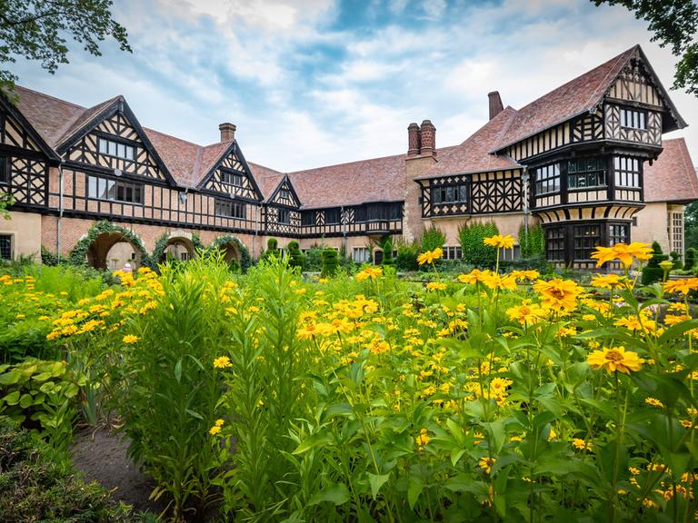 Im Vordergrund des Bildes sind Sonnenblumen mit grünen Stengeln und hellgeben Blüten. Im Hintergrund ist das Schloss Cecilienhof zu sehen. Die Anlage ist aus Ziegeln gebaut und erinnert mit den sichtbaren Holzbalken im Gemäuer an Fachwerkhäuser. 