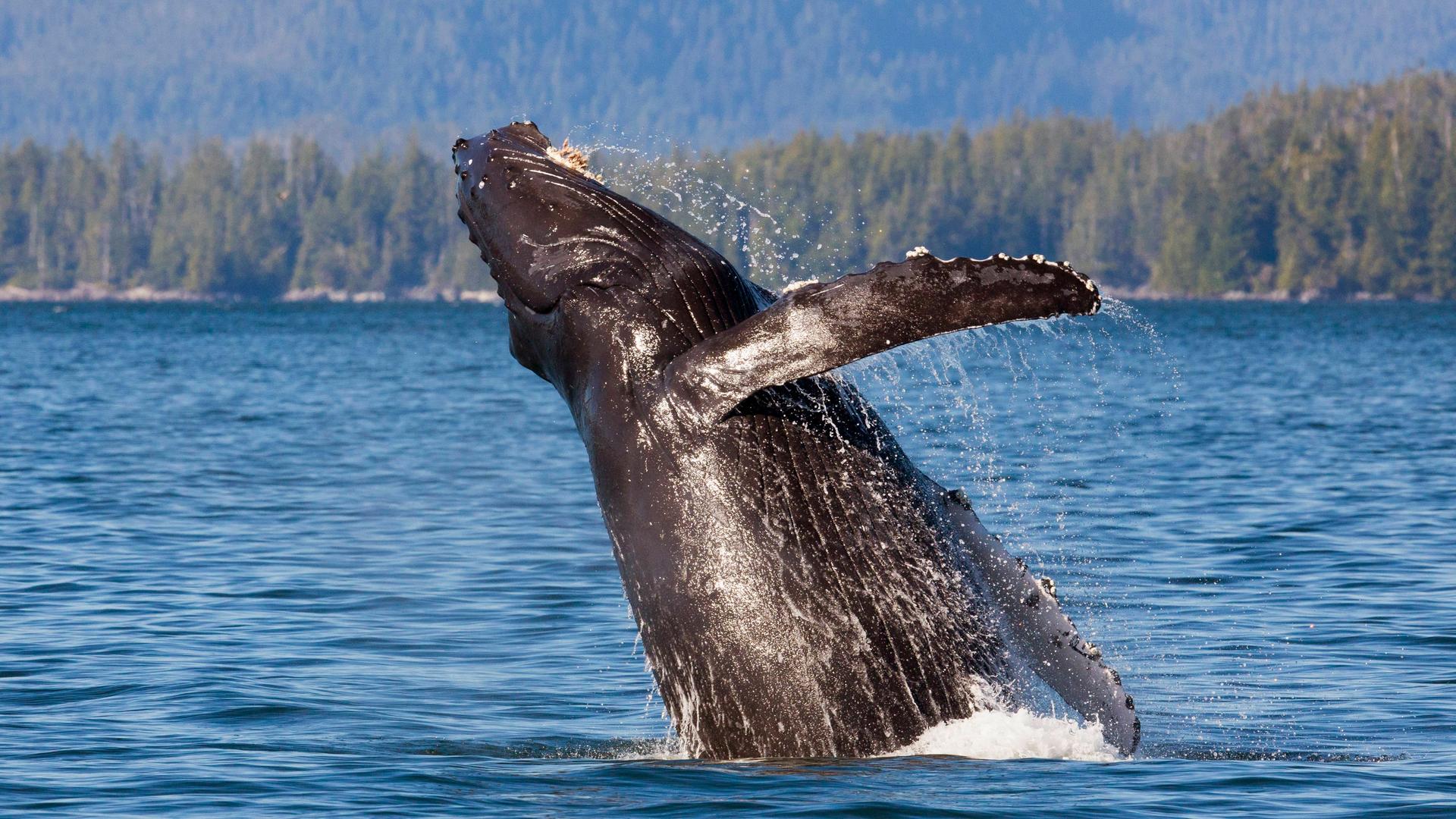 Ein Buckelwal aus der Familie der Grauwale ist vor der kanadischen Küste von British Columbia dabei, aus dem Wasser zu springen. 