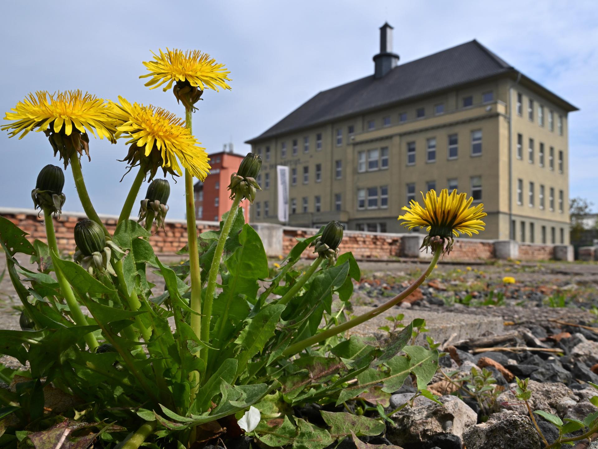 Löwenzahn wächst zwischen den Steinen vor dem Erinnerungsort Topf & Söhne.