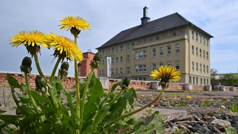 Löwenzahn wächst zwischen den Steinen vor dem Erinnerungsort Topf & Söhne.