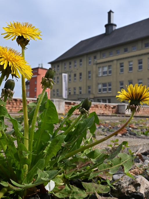 Löwenzahn wächst zwischen den Steinen vor dem Erinnerungsort Topf & Söhne.