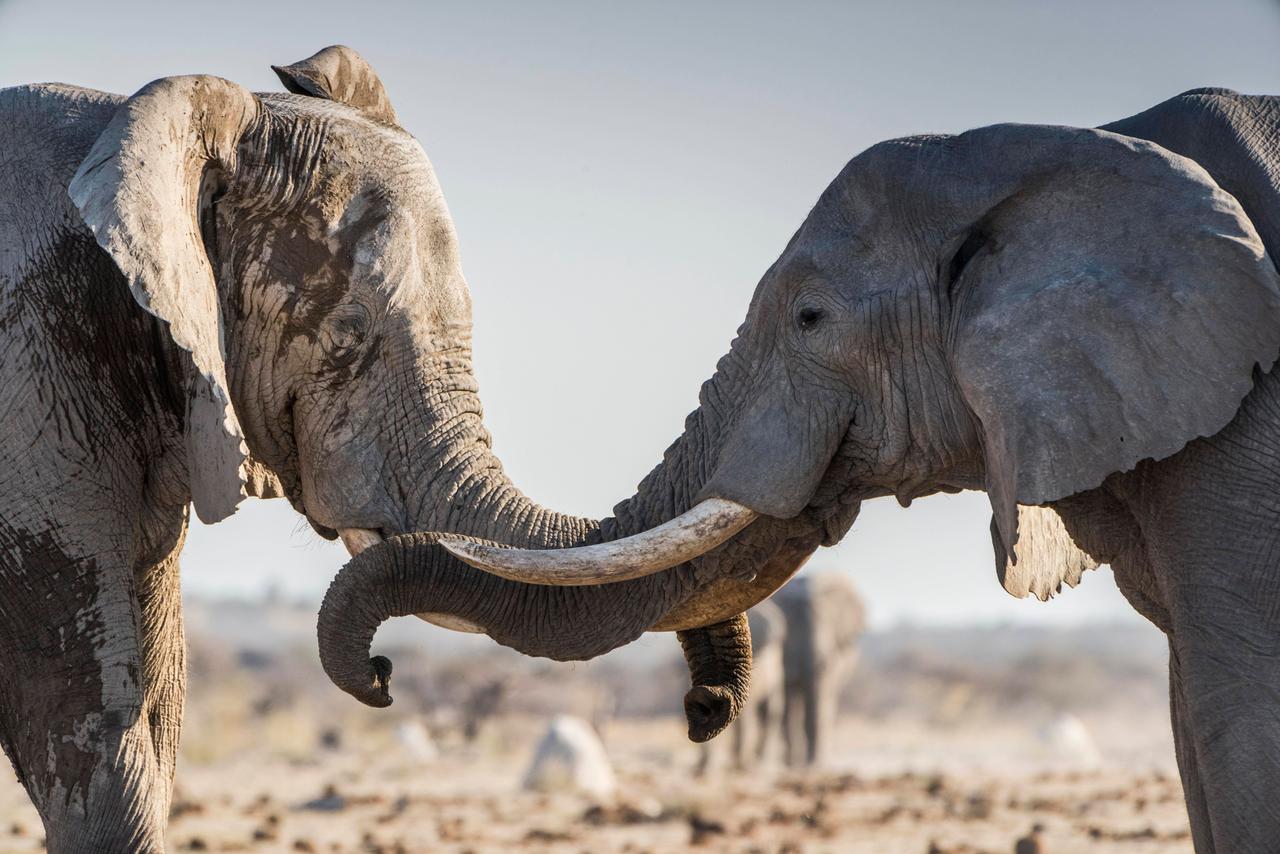 Afrikanische Elefanten (Loxodonta africana) kommunizieren an einem Wasserloch.