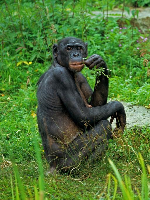 Bonobo-Schimpansin hockt zusammen mit einem Jungtier auf einer Wiese 