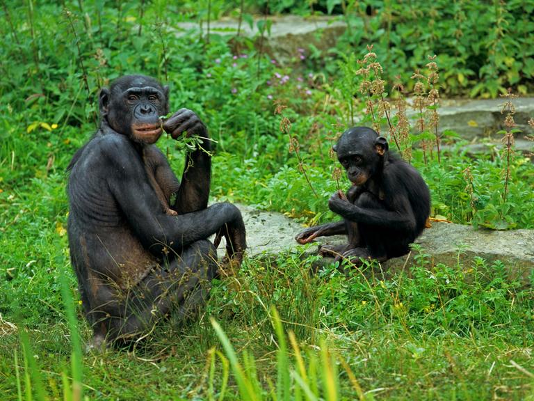 Bonobo-Schimpansin hockt zusammen mit einem Jungtier auf einer Wiese 