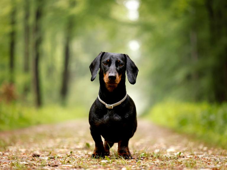 Ein Dackel spielt im Wald. 