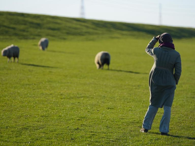 Eine Frau beobachtet grasende Schafe (Ovis) im Sonnenschein auf einer Wiese an einem Deich nahe der Elbe.