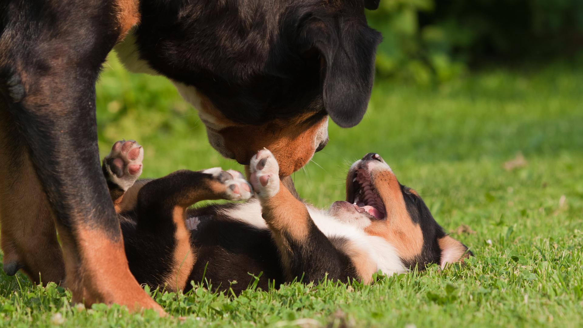 2 Hunde spielen miteinander