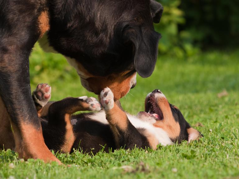 2 Hunde spielen miteinander