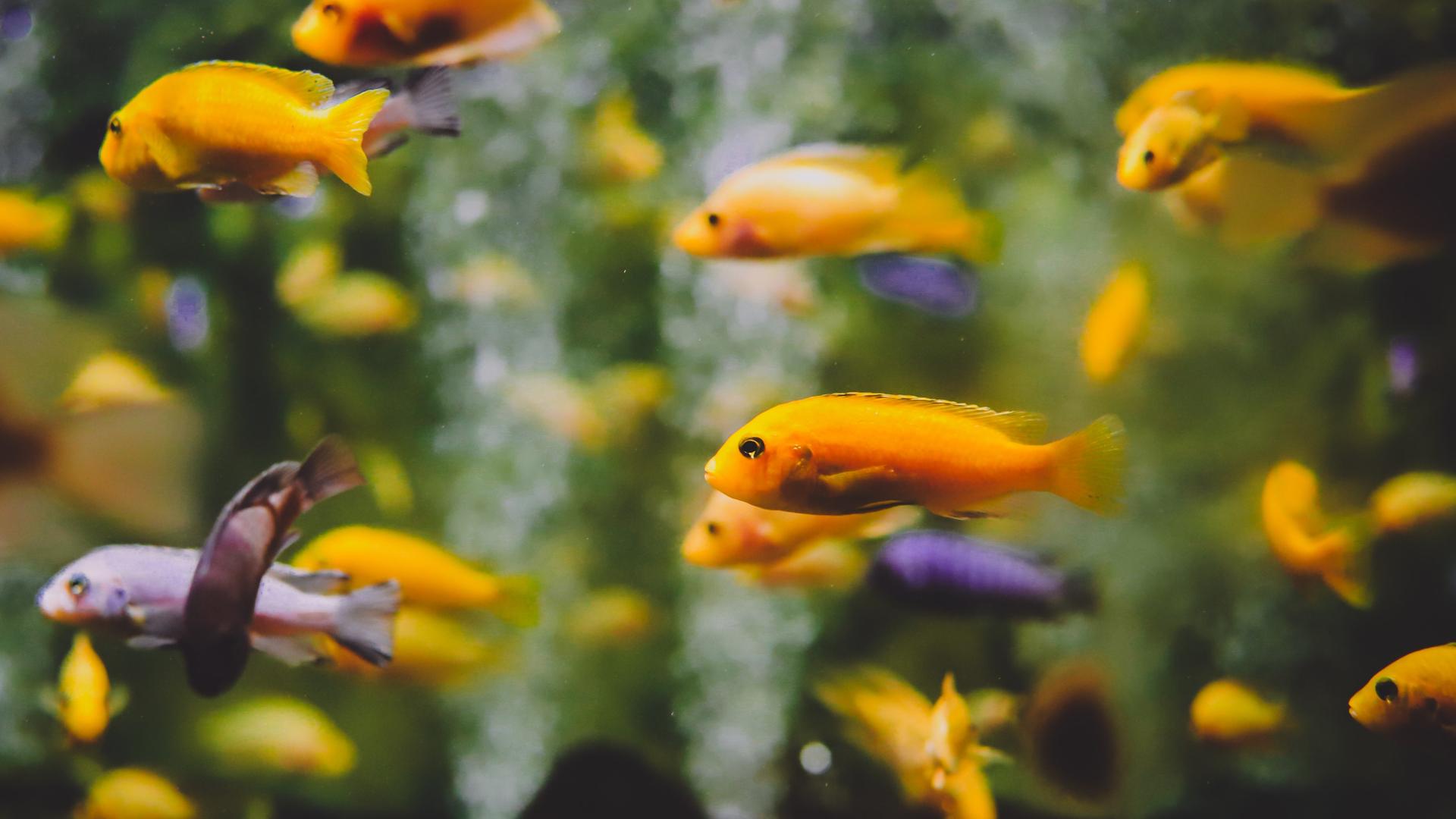 Gelbe und lilafarbene Fische ziehen durch ein Aquarium