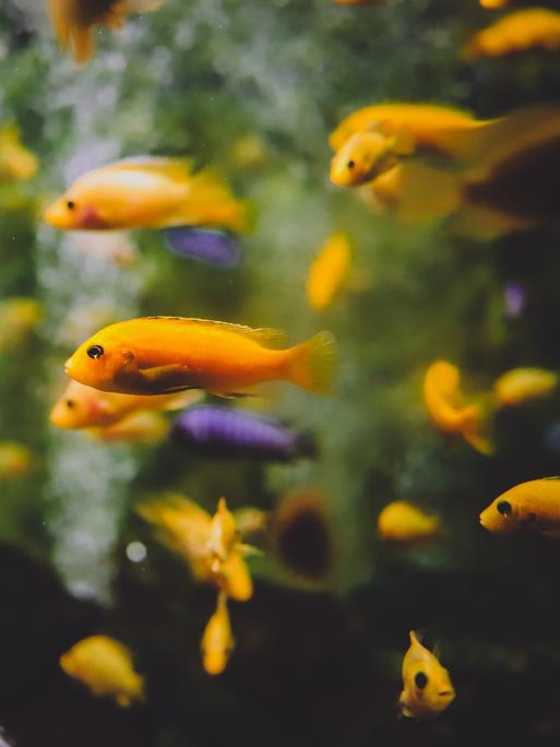 Gelbe und lilafarbene Fische ziehen durch ein Aquarium
