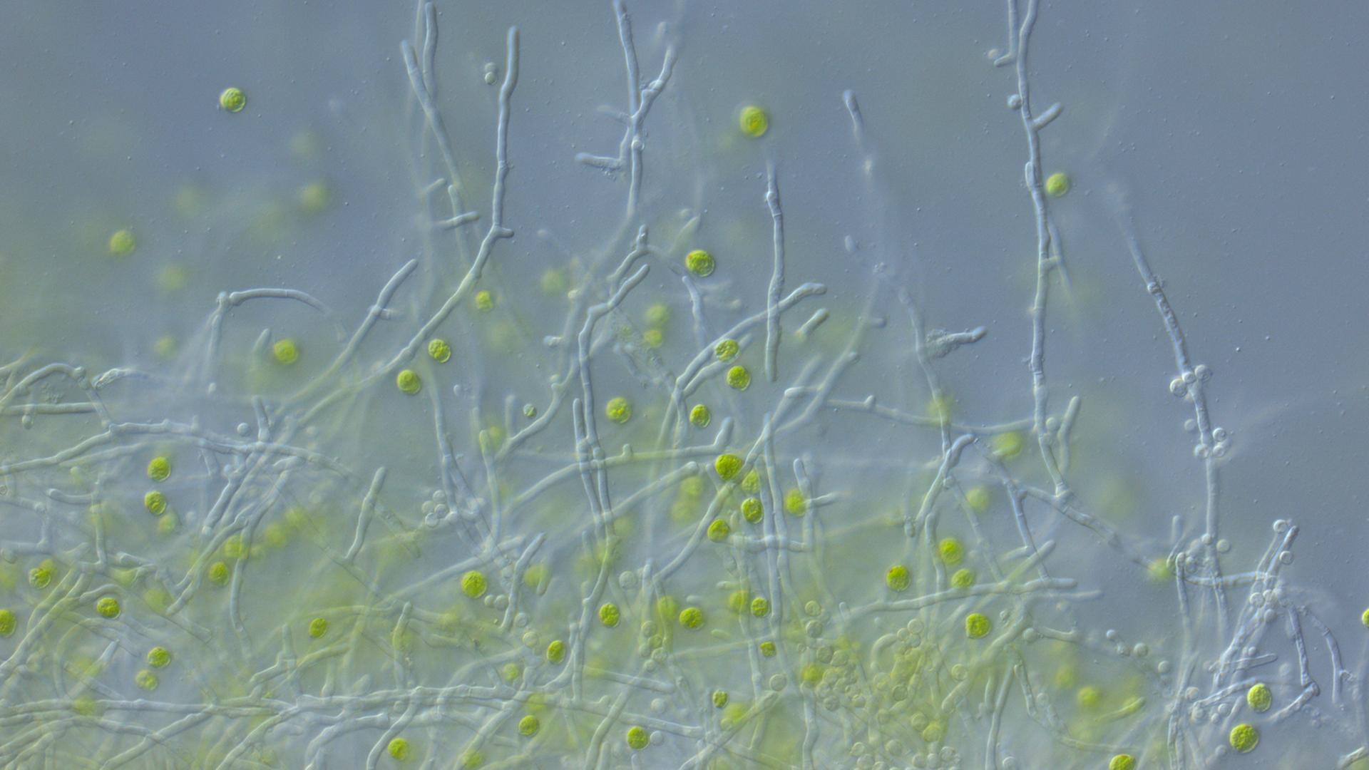 Die Mikroskopaufnahme zeigt die Grünalge Chlamydomonas reinhardtii (grün) und den Pilz Aspergillus nidulans (fadenförmig). Die Alge schützt sich mit einem vom Pilz gebildeten Wirkstoff vor schädlichen Bakterien-Wirkstoffen.