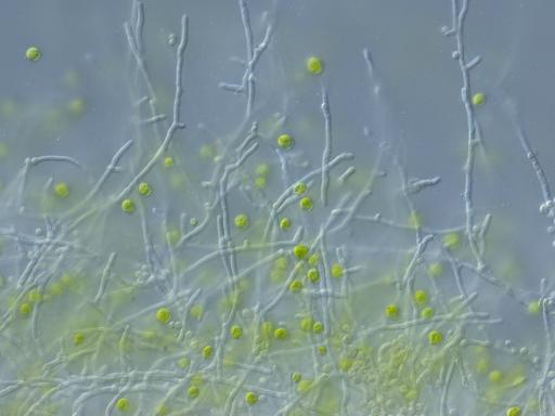 Die Mikroskopaufnahme zeigt die Grünalge Chlamydomonas reinhardtii (grün) und den Pilz Aspergillus nidulans (fadenförmig). Die Alge schützt sich mit einem vom Pilz gebildeten Wirkstoff vor schädlichen Bakterien-Wirkstoffen.