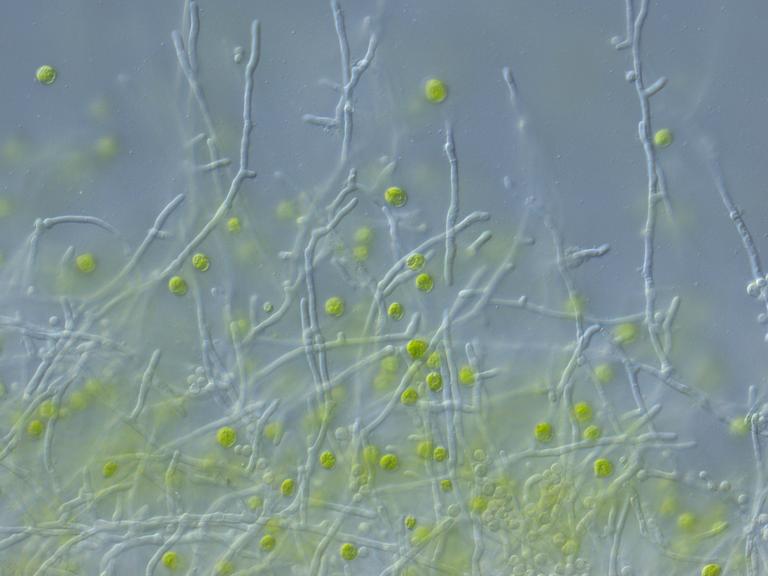 Die Mikroskopaufnahme zeigt die Grünalge Chlamydomonas reinhardtii (grün) und den Pilz Aspergillus nidulans (fadenförmig). Die Alge schützt sich mit einem vom Pilz gebildeten Wirkstoff vor schädlichen Bakterien-Wirkstoffen.