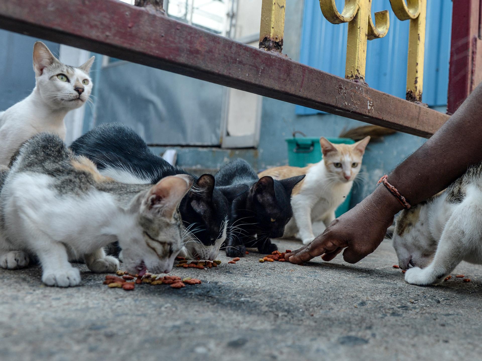 Eine Gruppe wild lebender Katzen werden auf der Straße gefüttert.