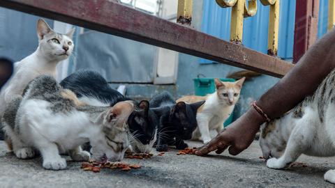Eine Gruppe wild lebender Katzen werden auf der Straße gefüttert.