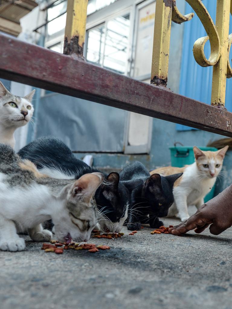 Eine Gruppe wild lebender Katzen werden auf der Straße gefüttert.