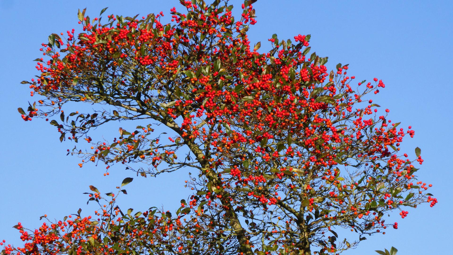 Eine Echte Mehlbeere (Sorbus aria), voll mit roten Früchten