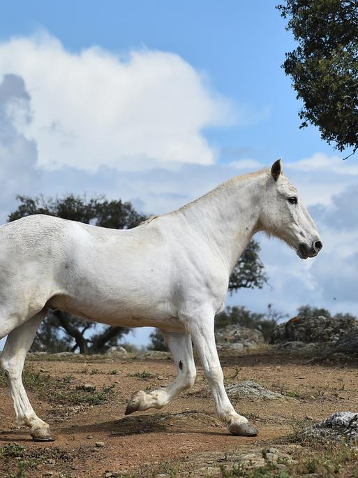 Ein weißes Pferd trabt durch eine steppenhafte Landschaft.
