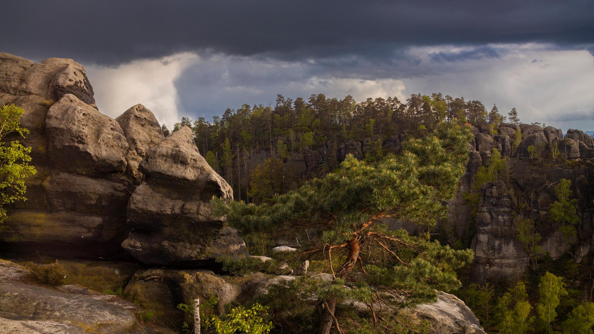 Sächsische Schweiz: Aussicht vom Carolafelsen auf die Schrammsteinkette, den Falkenstein und den Lilienstein. Bad Schandau, Sachsen, Deutschland.