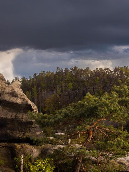 Sächsische Schweiz: Aussicht vom Carolafelsen auf die Schrammsteinkette, den Falkenstein und den Lilienstein. Bad Schandau, Sachsen, Deutschland.