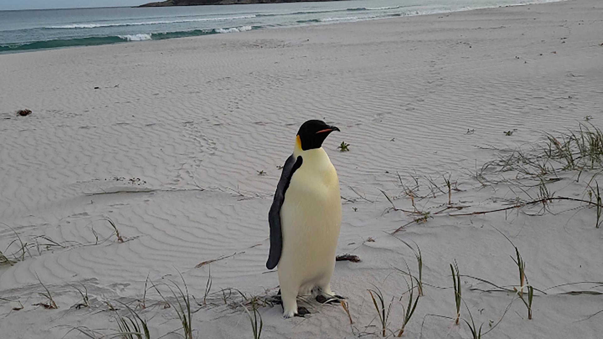 Ein Kaiserpinguin steht an einem Strand.