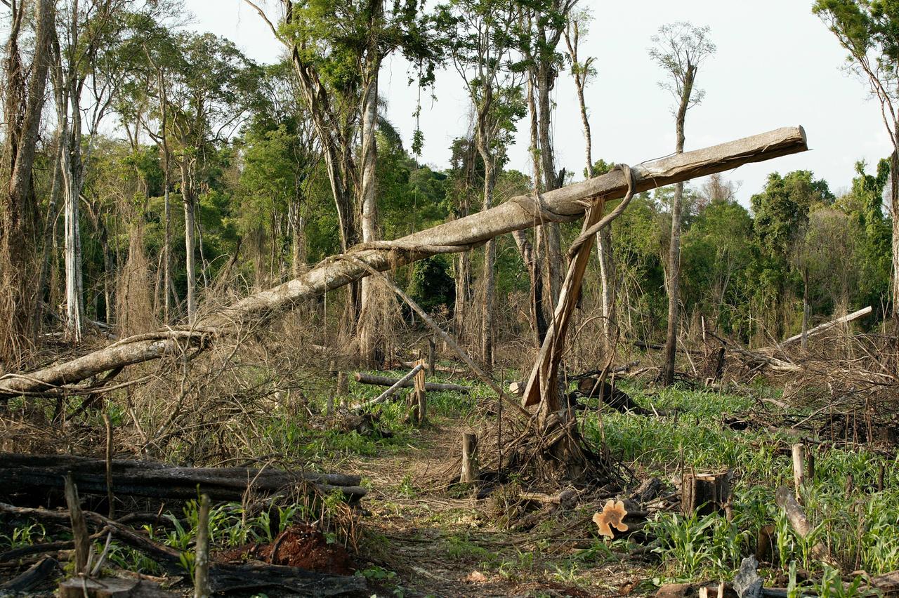 Baumstümpfe: Rodung des Urwaldes für Maisfelder in Paraguay.