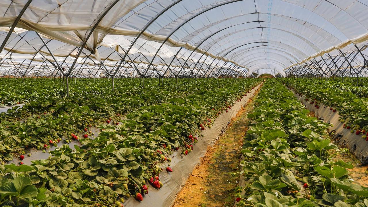 Erdbeeren wachsen im Gewächshaus unter Plastikfolie in Andalusien.