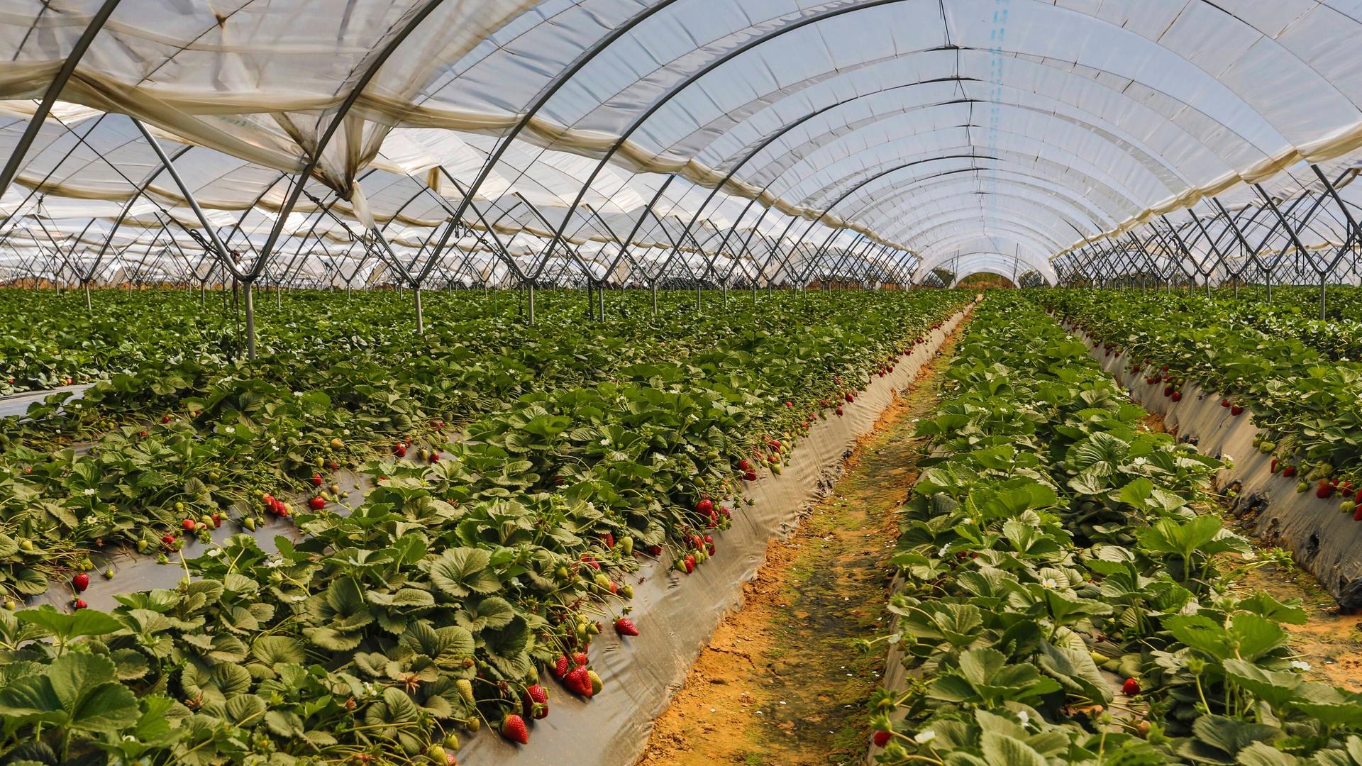 Erdbeeren wachsen im Gewächshaus unter Plastikfolie in Andalusien. Erdbeeren wachsen im Gewächshaus unter Plastikfolie in Andalusien.
