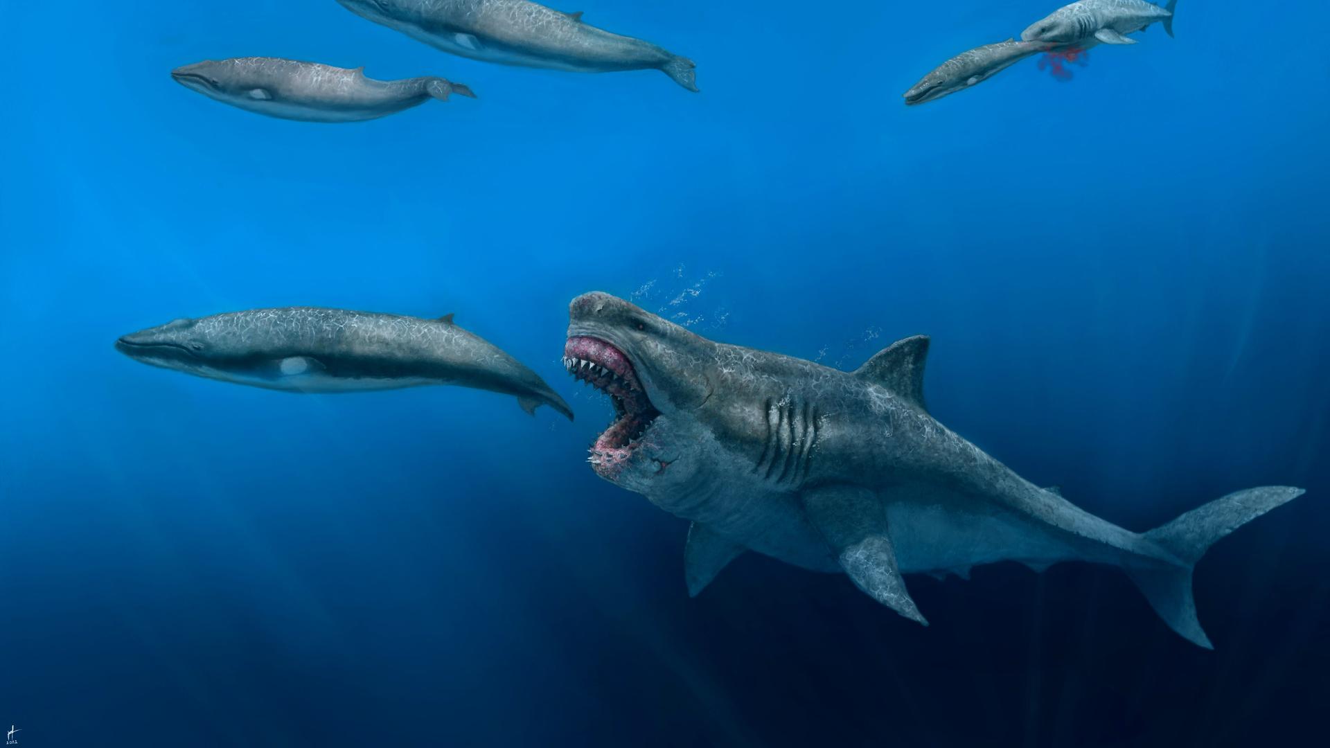 Urzeit-Hai Megalodon - ein internationales Forschungsteam mit Beteiligung der Universität Zürich hat nun anhand eines aussergewöhnlich gut erhaltenen Exemplars ein 3D-Computermodell erstellt.