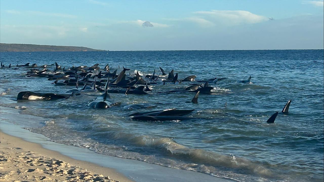 Australien, Tobys Inlet: Die am 25.04.2024 zur Verfügung gestellte undatierte Aufnahme zeigt eine Massenstrandung von Walen in Toby's Inlet in Westaustralien.