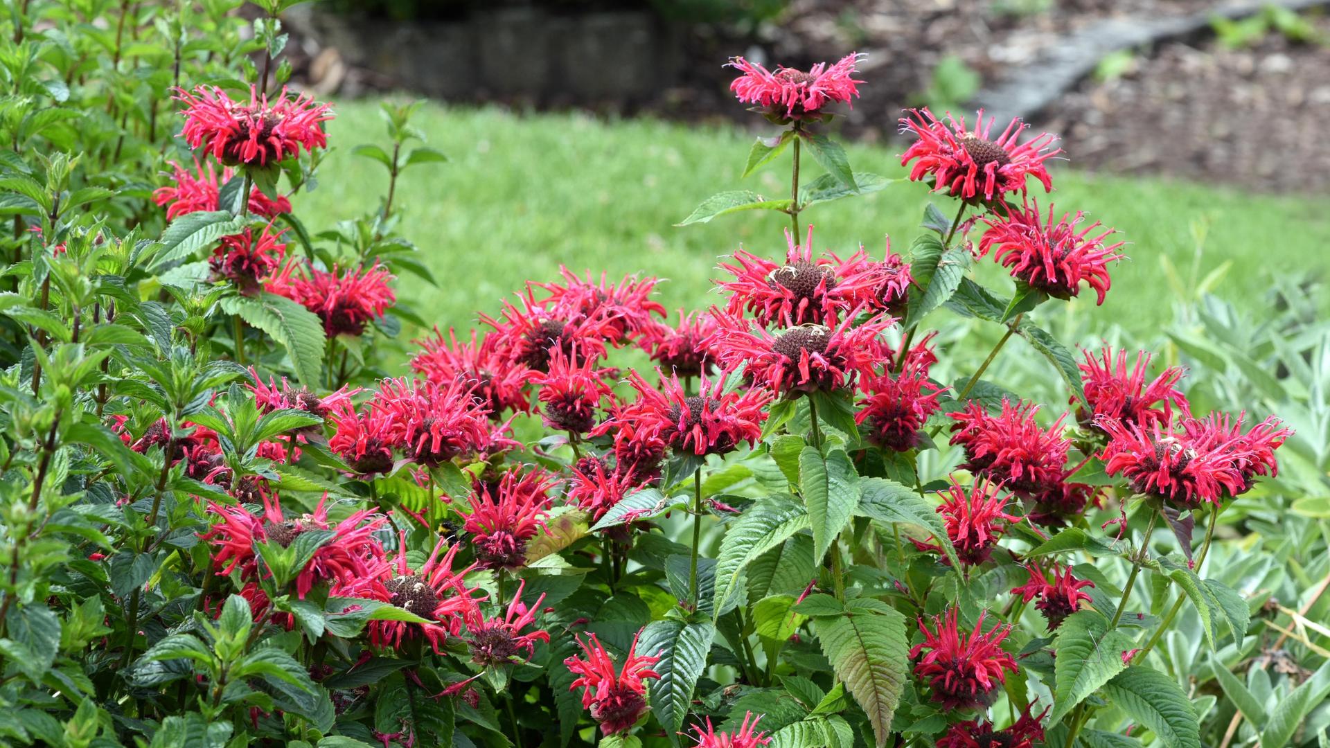 Eine blühende Monarde. Eine blühende Monarde.