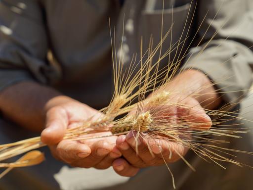 Hände halten Weizenähren. Hände halten Weizenähren.