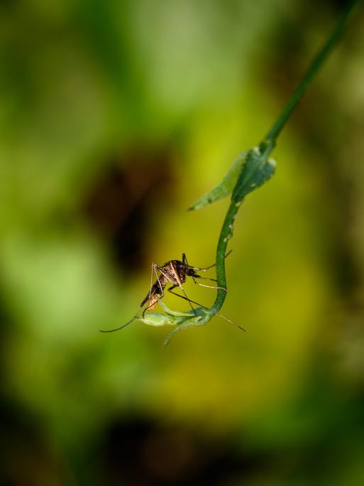 Eine weibliche Anopheles-Mücke sitzt auf einer Waldranke in Tehatta, Westbengalen, Indien