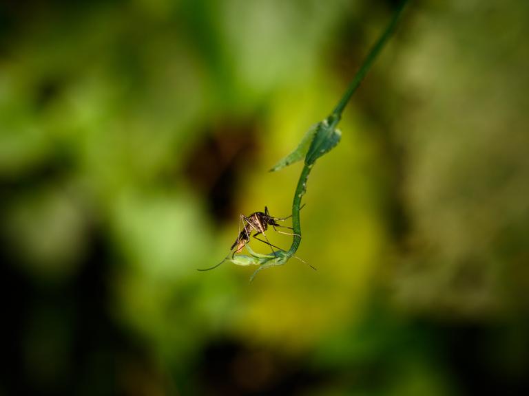 Eine weibliche Anopheles-Mücke sitzt auf einer Waldranke in Tehatta, Westbengalen, Indien