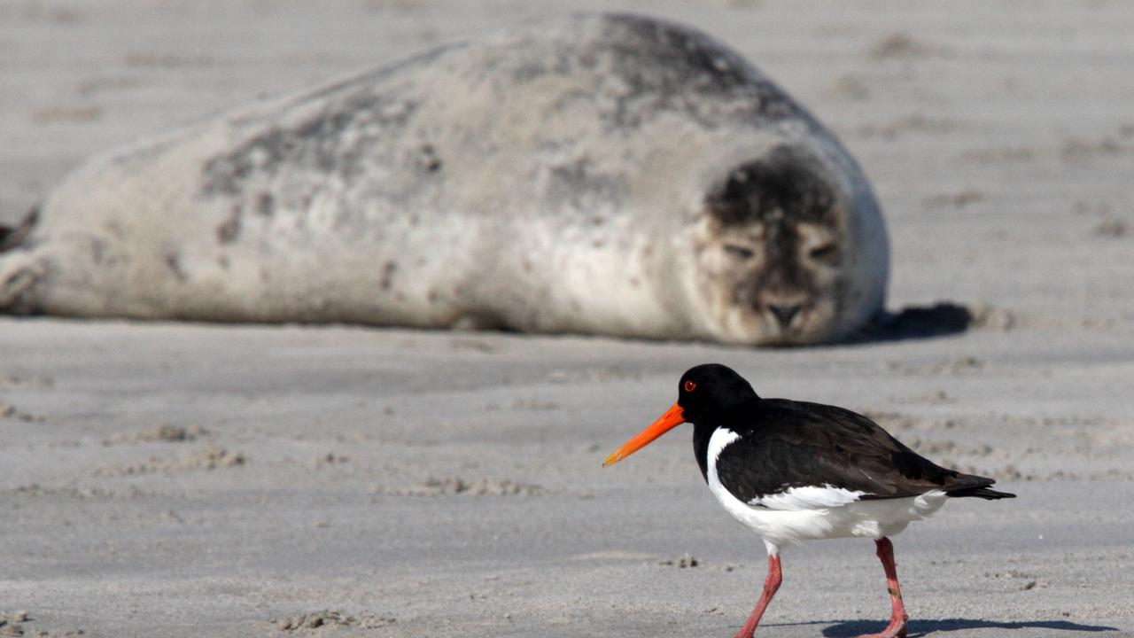 Der graue Seehund liegt auf grauem Wattenboden. Der schwarzweiße Vogel läuft im Vordergrund vorbei.