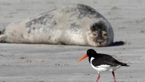 Ein Austernfischer und ein Seehund Helgoland.
