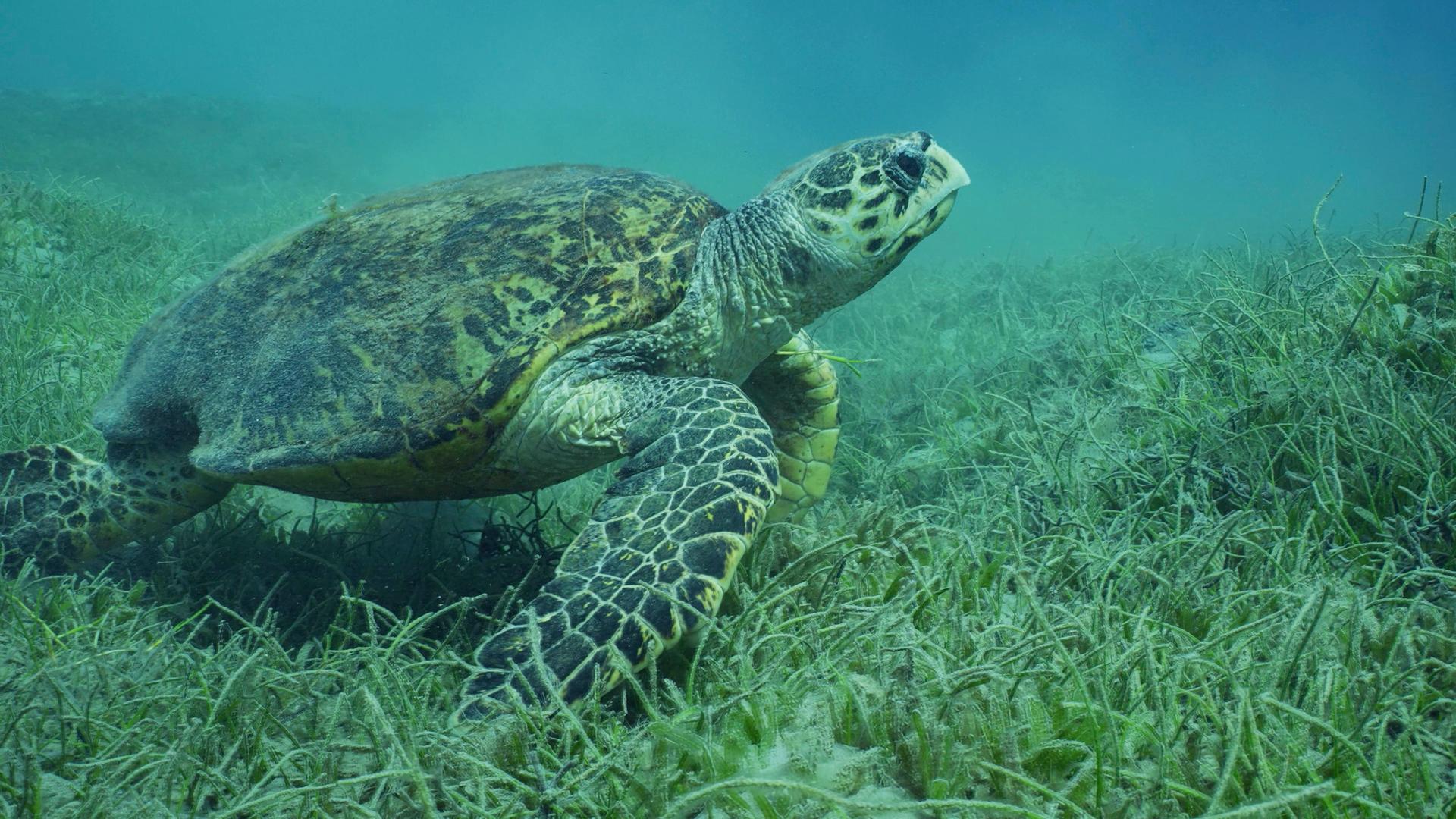 Eine sehr alte männliche Echte Karettschildkröte schwebt über einer Seegraswiese mit Rundblättrigem Seegras im roten Meer