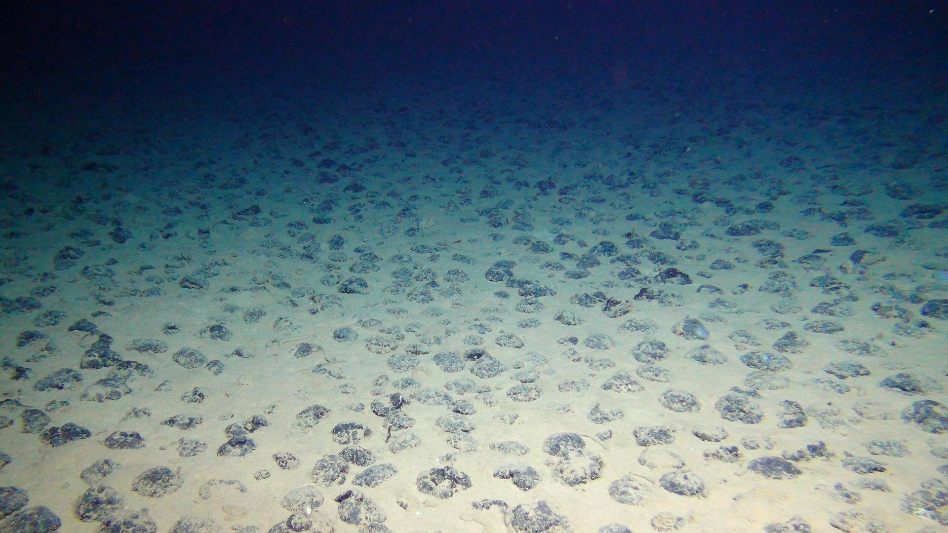 Manganknollen auf dem Meresboden schimmern blaugrünlich. 