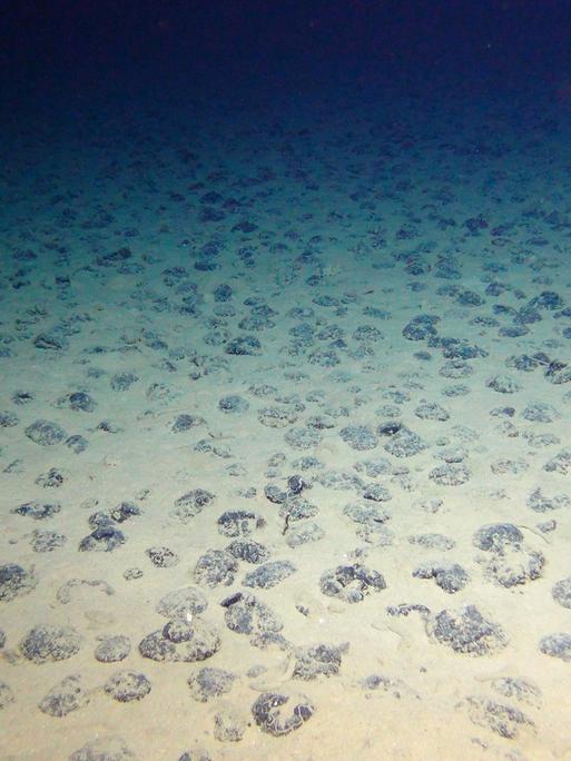 Manganknollen auf dem Meresboden schimmern blaugrünlich. 